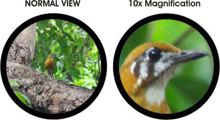 Dharma 10x50 roof prism - Magnification