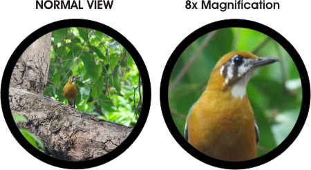 Dharma 8 x 42 roof prism - Magnification